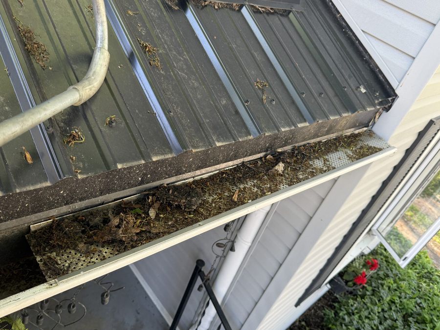 Clogged eavestrough packed with leaves before cleaning, Grey-Bruce Ontario